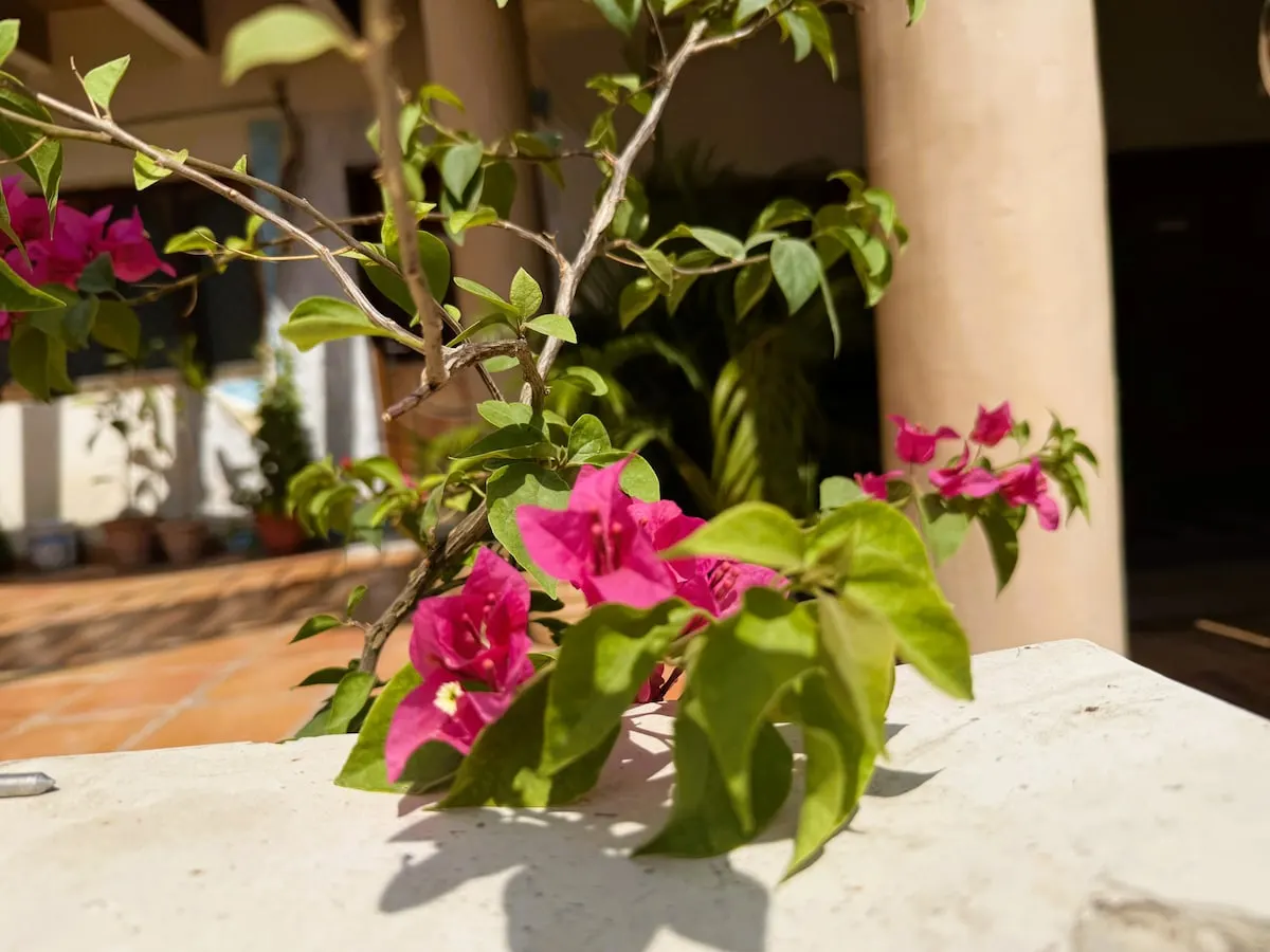 Bougainvillea in sunlight on the verandah wall of the Grandeur Villa